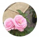 DwarfGiantFarm 500Pcs A Set Flamingo Jewel Rosa chinensis Flower Seed