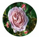 DwarfGiantFarm 500Pcs A Set Florence Delattre Rosa chinensis Flower Seed