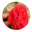 DwarfGiantFarm 500Pcs A Set Florentina Rosa chinensis Flower Seed