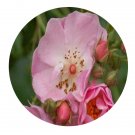 DwarfGiantFarm 500Pcs A Set Flower Girl Rosa chinensis Flower Seed