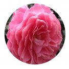 DwarfGiantFarm 500Pcs A Set Fragrance King Terrazza Rosa chinensis Flower Seed