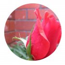 DwarfGiantFarm 500Pcs A Set Fragrant Cloud Rosa chinensis Flower Seed