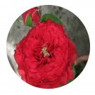 DwarfGiantFarm 500Pcs A Set François Rabelais Rosa chinensis Flower Seed