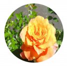 DwarfGiantFarm 500Pcs A Set Free Spirit Rosa chinensis Flower Seed