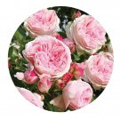 DwarfGiantFarm 500Pcs A Set Gartenträume Rosa chinensis Flower Seed