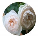 DwarfGiantFarm 500Pcs A Set Gentle Hermione Rosa chinensis Flower Seed
