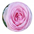 DwarfGiantFarm 500Pcs A Set Geoff Hamilton Rosa chinensis Flower Seed