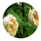 DwarfGiantFarm 500Pcs A Set Gloire de Dijon Rosa chinensis Flower Seed