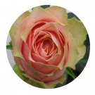 DwarfGiantFarm 500Pcs A Set Godfather Rosa chinensis Flower Seed