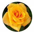 DwarfGiantFarm 500Pcs A Set Gold Medal Rosa chinensis Flower Seed