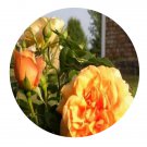 DwarfGiantFarm 500Pcs A Set Golden Buddha Rosa chinensis Flower Seed