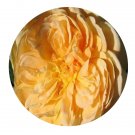 DwarfGiantFarm 500Pcs A Set GOLDEN CELEBRATION Rosa chinensis Flower Seed