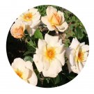 DwarfGiantFarm 500Pcs A Set Golden Unicorn Rosa chinensis Flower Seed