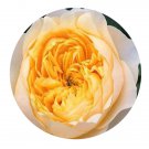 DwarfGiantFarm 500Pcs A Set Golden Vuvuzela Rosa chinensis Flower Seed