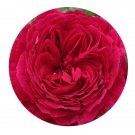 DwarfGiantFarm 500Pcs A Set Gospel Rosa chinensis Flower Seed