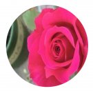 DwarfGiantFarm 500Pcs A Set Grace Queen Rosa chinensis Flower Seed