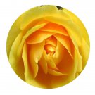 DwarfGiantFarm 500Pcs A Set Graham Thomas Rosa chinensis Flower Seed