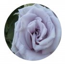 DwarfGiantFarm 500Pcs A Set grawnblue Rosa chinensis Flower Seed