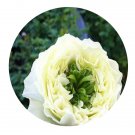 DwarfGiantFarm 500Pcs A Set Green Eye Rosa chinensis Flower Seed