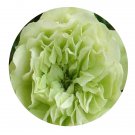 DwarfGiantFarm 500Pcs A Set Green Ice Rosa chinensis Flower Seed