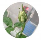 DwarfGiantFarm 500Pcs A Set GREEN TEA Rosa chinensis Flower Seed