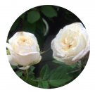 DwarfGiantFarm 500Pcs A Set Greenland Rosa chinensis Flower Seed