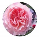 DwarfGiantFarm 500Pcs A Set Haiku Romantika Rosa chinensis Flower Seed