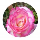 DwarfGiantFarm 500Pcs A Set handel Rosa chinensis Flower Seed
