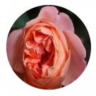 DwarfGiantFarm 500Pcs A Set Heaven on Earth Rosa chinensis Flower Seed