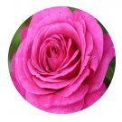 DwarfGiantFarm 500Pcs A Set Heidi Klum Rose Rosa chinensis Flower Seed