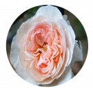 DwarfGiantFarm 500Pcs A Set Heritage Rosa chinensis Flower Seed