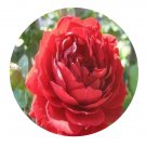 DwarfGiantFarm 500Pcs A Set Highgrove Rosa chinensis Flower Seed