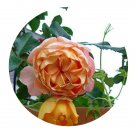 DwarfGiantFarm 500Pcs A Set Honey Caramel Rosa chinensis Flower Seed