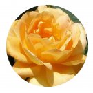 DwarfGiantFarm 500Pcs A Set Honey Perfume Rosa chinensis Flower Seed