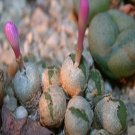 10Pcs A Set Conophytum obscurum N.E.Br. 1927 seed ProQgf