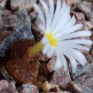 10Pcs A Set Conophytum pellucidum (N.E.Br. ex Hill) Schwantes 1927 seed ProQgf