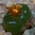 10Pcs A Set Conophytum phoeniceum S.A.Hammer 1993 seed ProQgf
