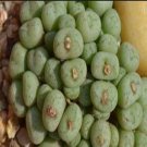 10Pcs A Set Conophytum piluliforme (N.E.Br.) N.E.Br. 1922 seed ProQgf