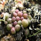 10Pcs A Set Conophytum pium S.A.Hammer 2009 seed ProQgf