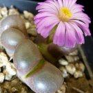 10Pcs A Set Conophytum praesectum N.E.Br. 1930 seed ProQgf