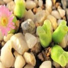 10Pcs A Set Conophytum pubescens (Tischer) G.D.Rowley 1978 seed ProQgf