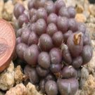 10Pcs A Set Conophytum pubicalyx Lavis 1932 seed ProQgf