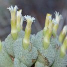 10Pcs A Set Conophytum quaesitum (N.E.Br.) N.E.Br 1922 seed ProQgf