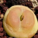 10Pcs A Set Conophytum ratum S.A.Hammer 1991 seed ProQgf