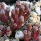 10Pcs A Set Conophytum reconditum A.R.Mitchell 1984 seed ProQgf
