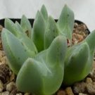 10Pcs A Set Conophytum regale 1934 seed ProQgf
