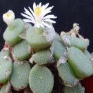 10Pcs A Set Conophytum ricardianum Loes & Tischer 1931 seed ProQgf