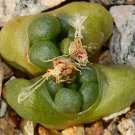 10Pcs A Set Conophytum roodiae N.E.Br. 1926 seed ProQgf