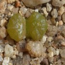 10Pcs A Set Conophytum rugosum S.A.Hammer 1989 seed ProQgf