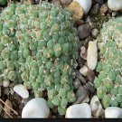 10Pcs A Set Conophytum saxetanum N.E.Br. 1922 seed ProQgf